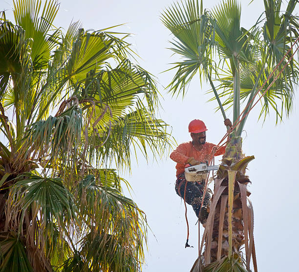 Best Palm Tree Trimming  in Sarasota, FL